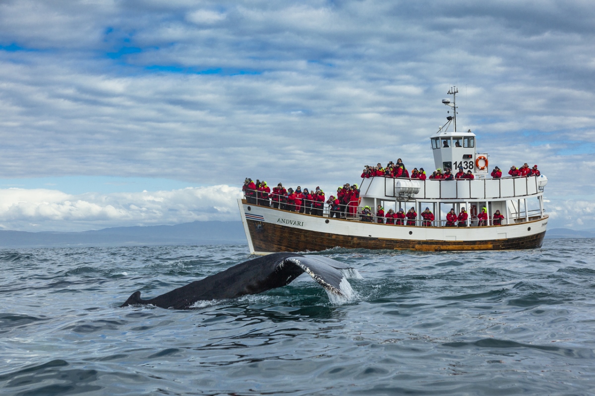 Andvari – eco-friendly whale watching boat, 2016 - esoro.ch